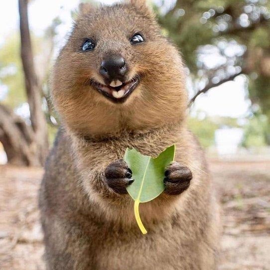 quokka